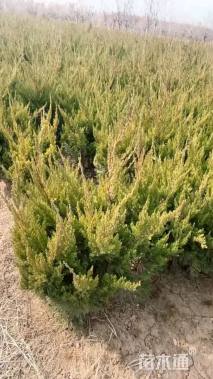 冠幅50厘米龙柏球