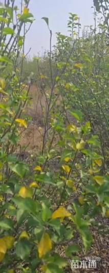 高度180厘米木槿