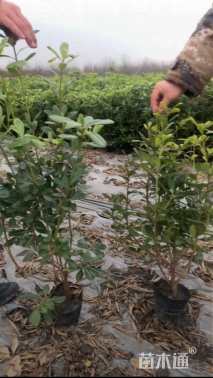 高度35厘米海桐