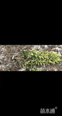 高度180厘米法国冬青