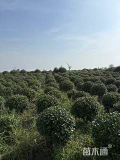 冠幅160厘米无刺枸骨球