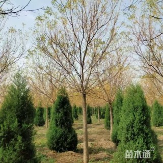 高度200厘米桧柏