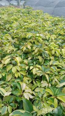 高度10厘米澳洲鸭脚木