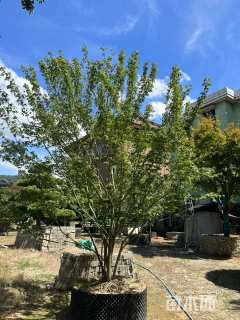 高度200厘米丛生鸡爪槭