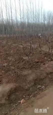 高度80厘米牡丹