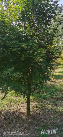 10公分日本红枫