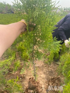 高度60厘米侧柏