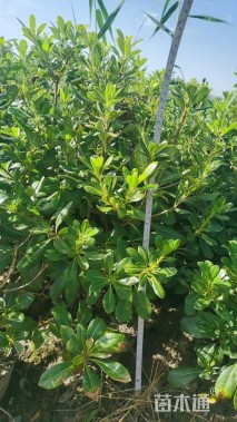 高度60厘米海桐