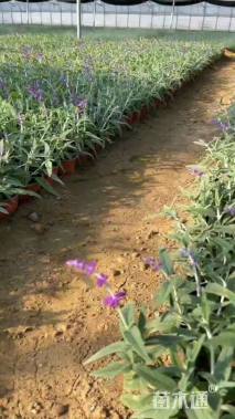 高度18厘米墨西哥鼠尾草