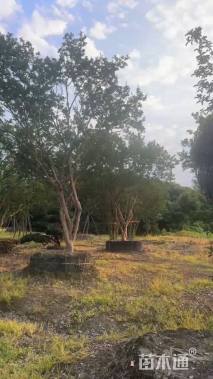 高度550厘米大红紫薇