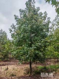 12公分北美枫香