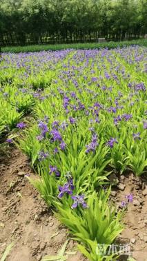 高度20厘米德国鸢尾