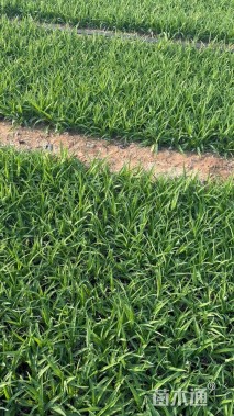 高度15厘米金娃娃萱草