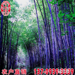 容器苗紫竹