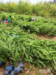 高度40厘米水蜡