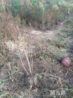 高度250厘米丛生紫薇