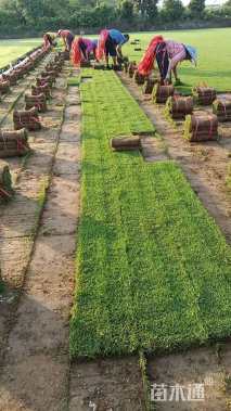 草卷状夏威夷草