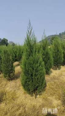 高度200厘米塔柏