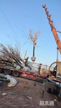 18公分金叶复叶槭