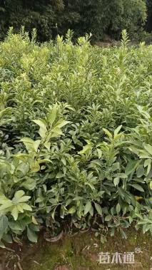 高度30厘米柑橘