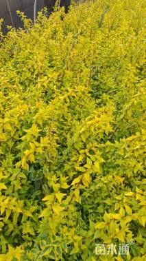 高度25厘米六道木