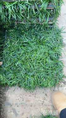 高度5厘米玉龙草