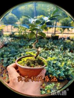 高度25厘米茶梅