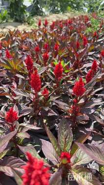 高度25厘米鸡冠花