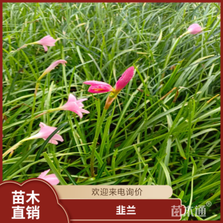 高度30厘米韭兰