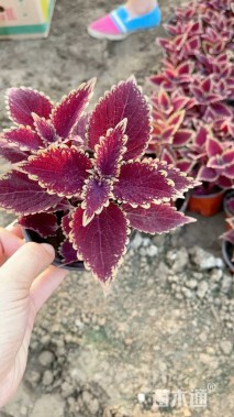 高度15厘米彩叶草