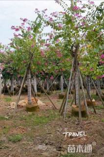 高度400厘米紫荆