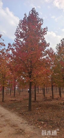 12公分北美枫香