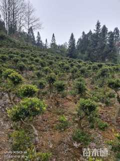 高度70厘米蚊母