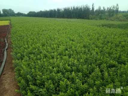 高度40厘米水蜡