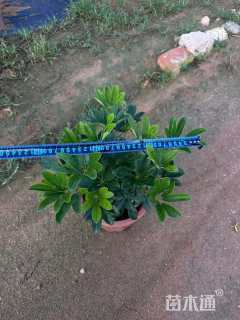 高度30厘米鸭脚木