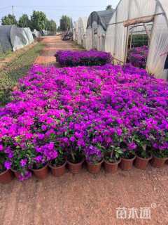 高度50厘米紫花三角梅