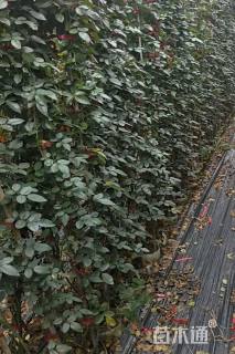 150厘米藤本月季