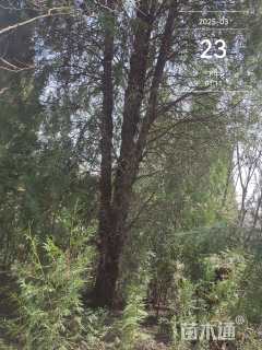 高度1000厘米侧柏