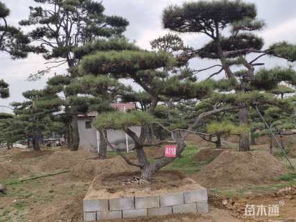 高度150厘米油松