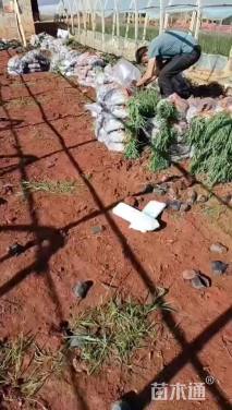 高度25厘米薰衣草