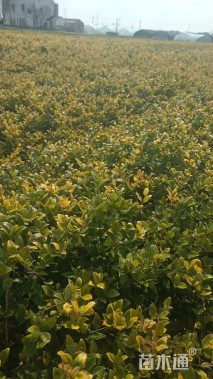 高度40厘米金森女贞小苗