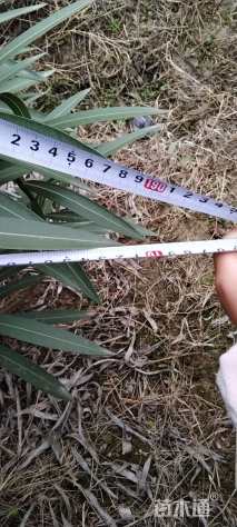 高度160厘米夹竹桃