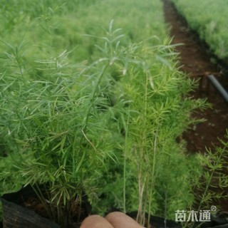 天门冬