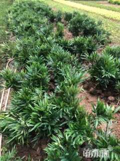 高度40厘米十大功劳