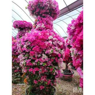 100厘米炮仗花