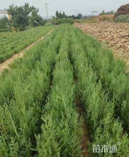 高度100厘米侧柏