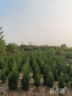 高度150厘米蜀桧