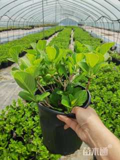 高度20厘米绣球