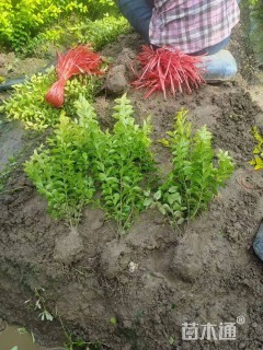 高度40厘米金叶女贞小苗