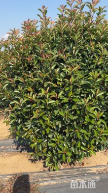 冠幅120厘米红叶石楠球